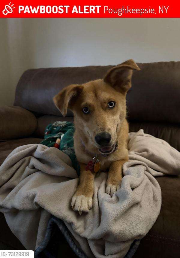 Lost Female Dog last seen Church Street, Flannery Avenue and a maple street / mansion/ corlies, Poughkeepsie, NY 12601