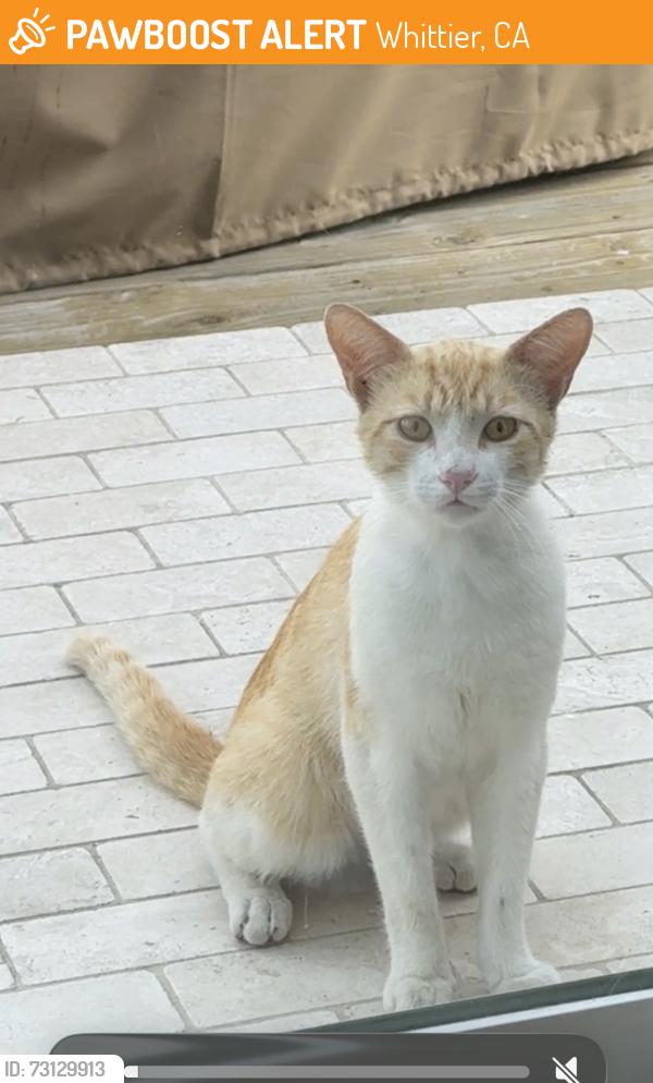 Found/Stray Male Cat last seen Colima Rd & Whittier Blvd near the Starbucks, Whittier, CA 90603