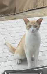 Found/Stray Male Cat last seen Colima Rd & Whittier Blvd near the Starbucks, Whittier, CA 90603