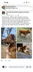 Lost Male Dog last seen Pine Circle Drive Nw/Davidson Hwy, Concord, NC 28027