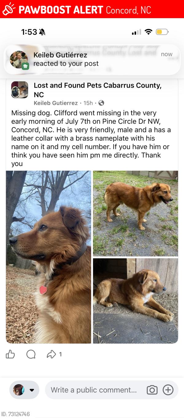 Lost Male Dog last seen Pine Circle Drive Nw/Davidson Hwy, Concord, NC 28027