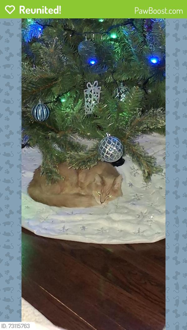 Reunited Male Cat last seen 95th & kostner, Oak Lawn, IL 60453