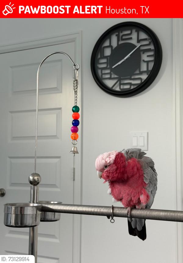 Lost Unknown Bird last seen Near lynnfield st Houston tx 77093, Houston, TX 77093