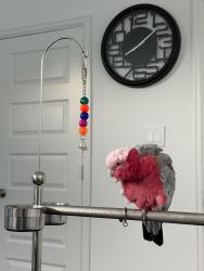 Lost Unknown Bird last seen Near lynnfield st Houston tx 77093, Houston, TX 77093