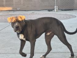 Lost Male Dog last seen Ortega Highway and Nichols Institute, San Juan Capistrano, CA 92675