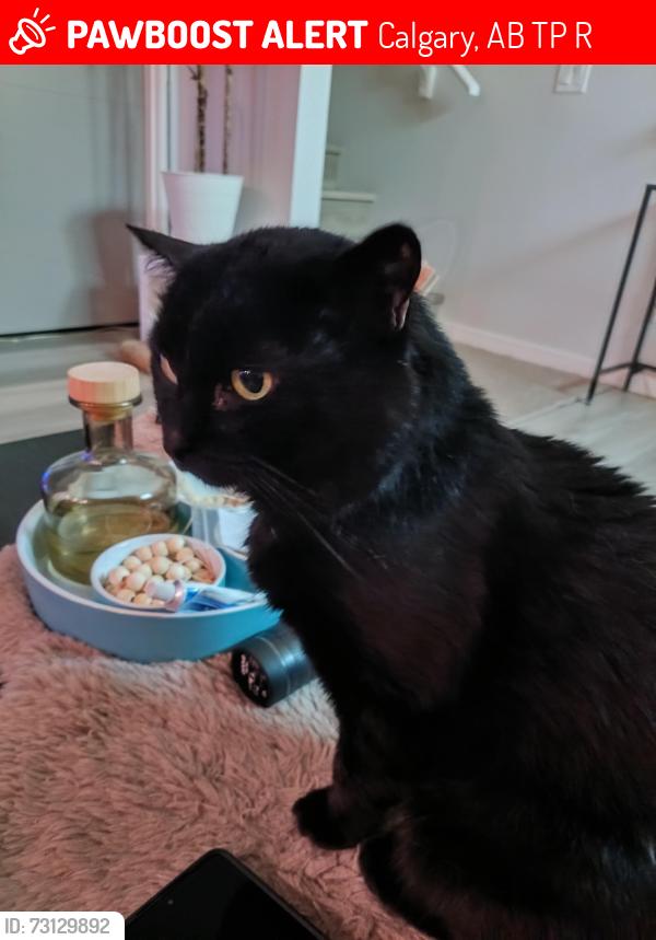 Lost Male Cat last seen Near Lucas Grove NW, Calgary, AB T3P 1R4