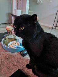 Lost Male Cat last seen Near Lucas Grove NW, Calgary, AB T3P 1R4
