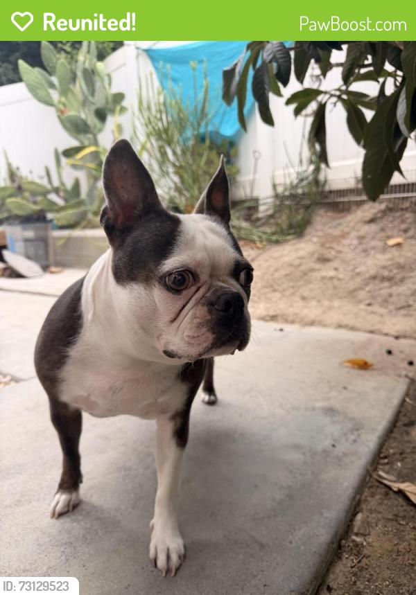 Reunited Female Dog last seen Avenida Sonoma, Temecula, CA 92590