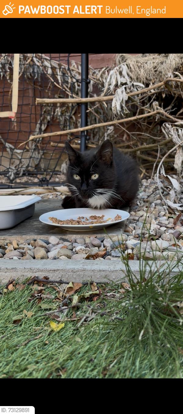 Found/Stray Unknown Cat last seen Ravensworth road, Bulwell, England 