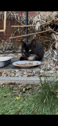 Found/Stray Unknown Cat last seen Ravensworth road, Bulwell, England 