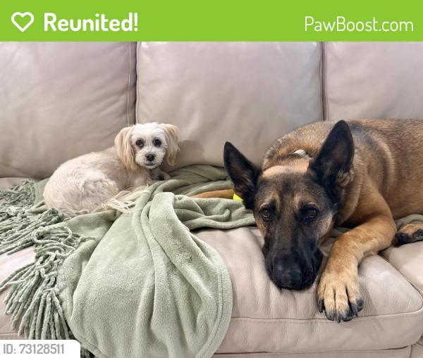 Reunited Female Dog last seen Tierra Fortaleza and Arturo Vallejo, El Paso, TX 79938