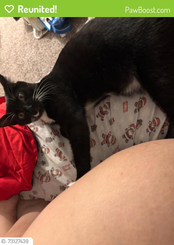 Reunited Male Cat last seen Riverwood Hights apmts, Portland, OR 97224