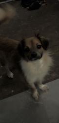 Reunited Male Dog last seen Near Coleridge Rd, Ramseur, NC 27316, USA, Ramseur, NC 27316