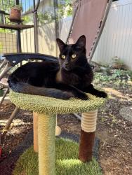 Reunited Female Cat last seen Greenpark and Briarwood, Vancouver, WA 98683