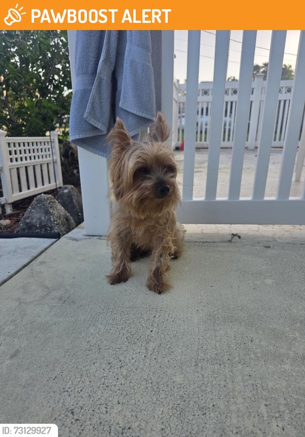 Found/Stray Female Dog last seen NW 24th St and 441 (Chevron gas station), Lauderdale Lakes, FL 33311