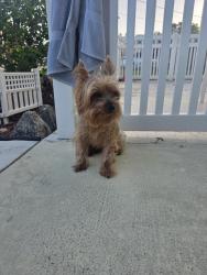 Found/Stray Female Dog last seen NW 24th St and 441 (Chevron gas station), Lauderdale Lakes, FL 33311