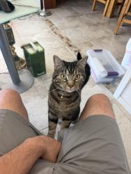 Lost Female Cat last seen Dixileta and 62st, Cave Creek, AZ 85331