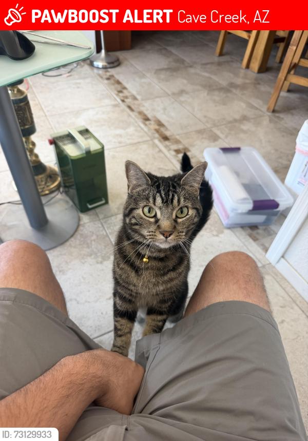 Lost Female Cat last seen Dixileta and 62st, Cave Creek, AZ 85331