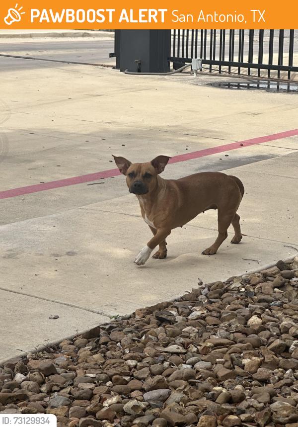 Found/Stray Female Dog last seen Timberhill and Ingram, San Antonio, TX 78238