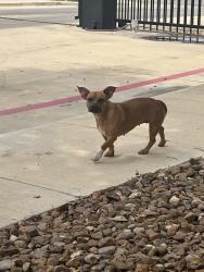 Found/Stray Female Dog last seen Timberhill and Ingram, San Antonio, TX 78238