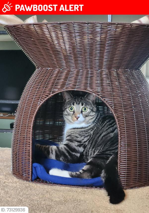 Lost Female Cat last seen Cypress Ave and Gibson Ave Warminster pa, Warminster Township, PA 18974