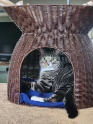 Lost Female Cat last seen Cypress Ave and Gibson Ave Warminster pa, Warminster Township, PA 18974