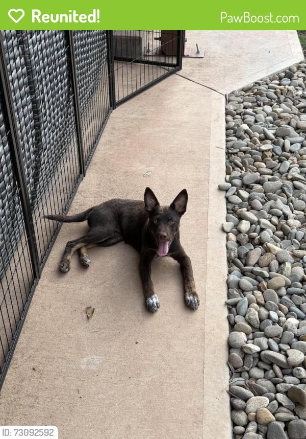 Reunited Female Dog last seen Mount Home Church Rd, Morganton, NC 28655