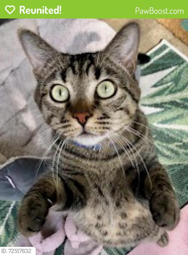 Reunited Male Cat last seen Galesburg Rest Area / Miller, Galesburg, MI 49053