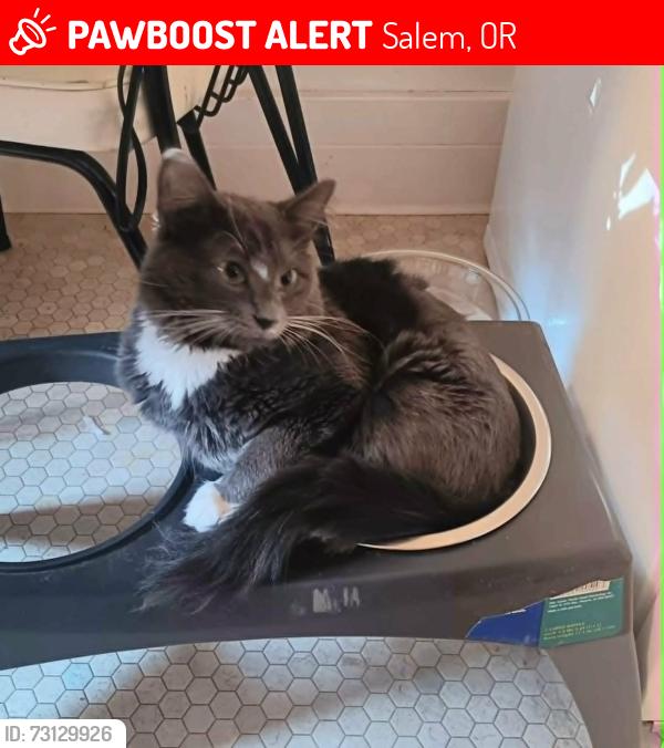 Lost Female Cat last seen High Street and Fairview, Salem, OR 97302