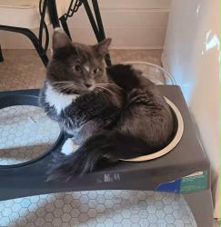 Lost Female Cat last seen High Street and Fairview, Salem, OR 97302