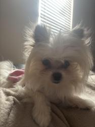 Reunited Unknown Dog last seen Boiling Springs Rd and Lilac Ln, Spartanburg, SC 29303