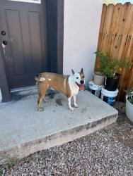 Reunited Female Dog last seen 22nd and Craycroft, Tucson, AZ 85711