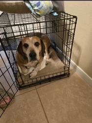 Reunited Male Dog last seen Shepherd Tram Rd. & Green Rd., Shepherd, TX 77371