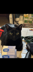 Lost Male Cat last seen Constitution Drive in Woodland Village in Londonderry, Londonderry, NH 03053