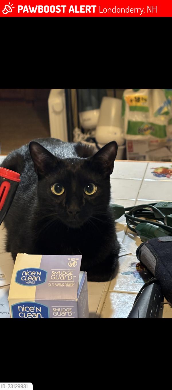 Lost Male Cat last seen Constitution Drive in Woodland Village in Londonderry, Londonderry, NH 03053