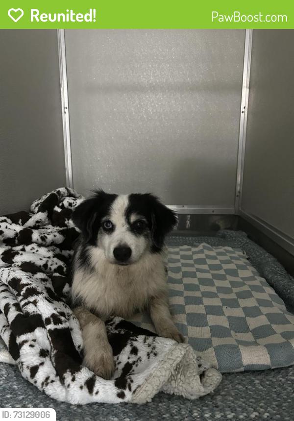 Reunited Male Dog last seen Grangerland Food Market, Grangerland, TX 77302