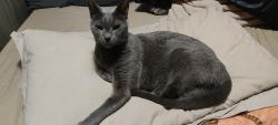 Lost Female Cat last seen Cruikshank Street, Greater London, England 