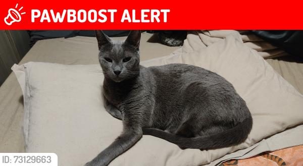 Lost Female Cat last seen Cruikshank Street, Greater London, England 