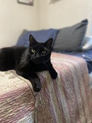 Lost Male Cat last seen Kathleen Street & Brebeuf, Greater Sudbury, ON P3C 2L7