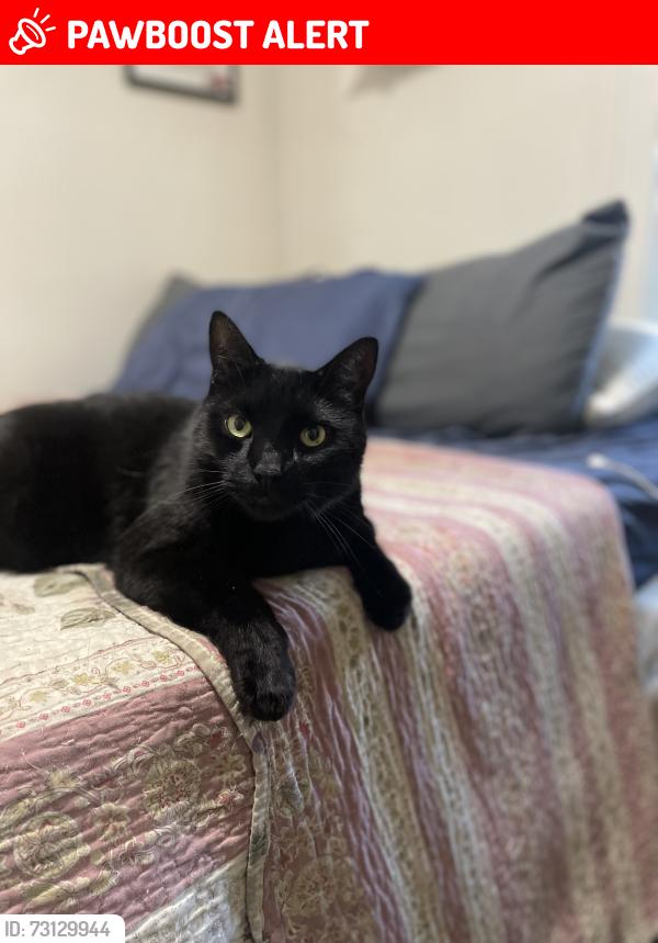 Lost Male Cat last seen Kathleen Street & Brebeuf, Greater Sudbury, ON P3C 2L7