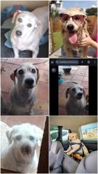 Lost Male Dog last seen W.Gulf Bank Rd and Bayou Forest Dr, Houston, TX 77088