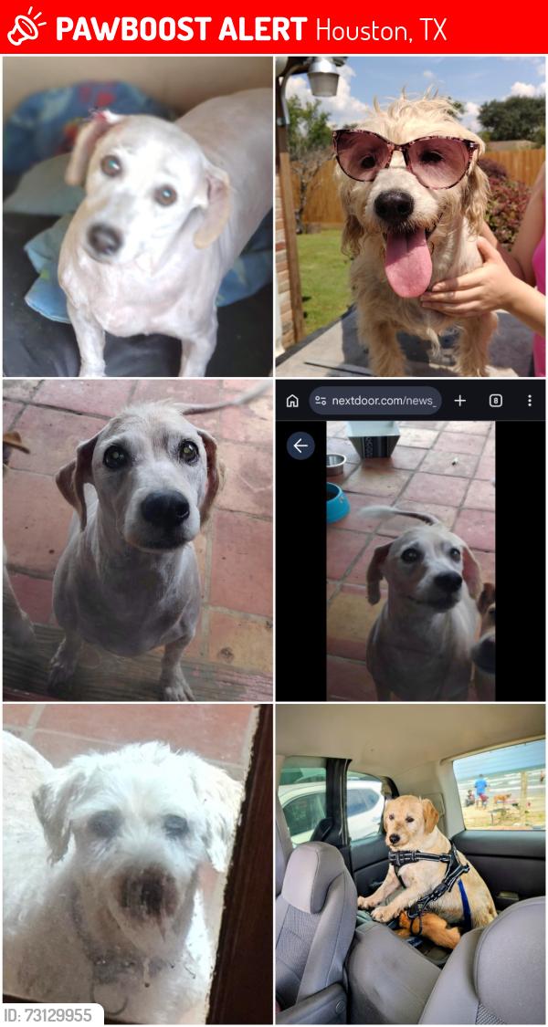 Lost Male Dog last seen W.Gulf Bank Rd and Bayou Forest Dr, Houston, TX 77088
