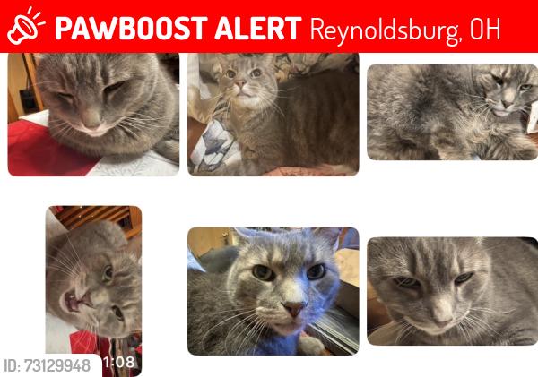 Lost Female Cat last seen Summit Rd Sw, Reynoldsburg, OH 43068