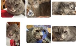 Lost Female Cat last seen Summit Rd Sw, Reynoldsburg, OH 43068