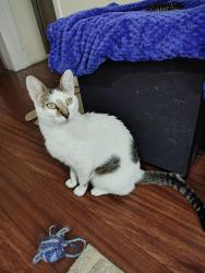 Lost Male Cat last seen Rua Sapê, 316, Passo d'Areia, RS 91350-050