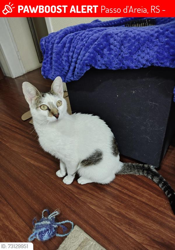 Lost Male Cat last seen Rua Sapê, 316, Passo d'Areia, RS 91350-050