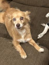 Reunited Female Dog last seen Diablo and Elkhorn Blvd, Sacramento, CA 95842
