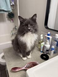 Lost Female Cat last seen Strahorn/Foxborough, Hayden, ID 83835