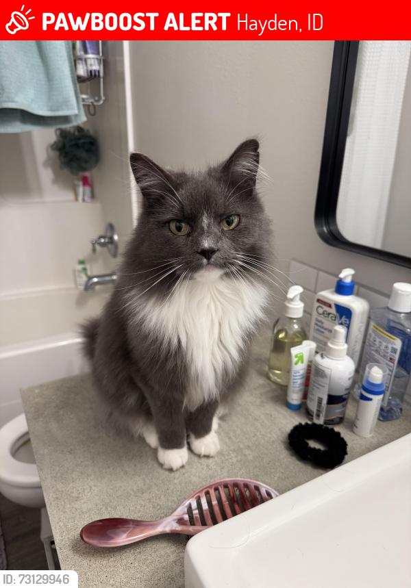 Lost Female Cat last seen Strahorn/Foxborough, Hayden, ID 83835