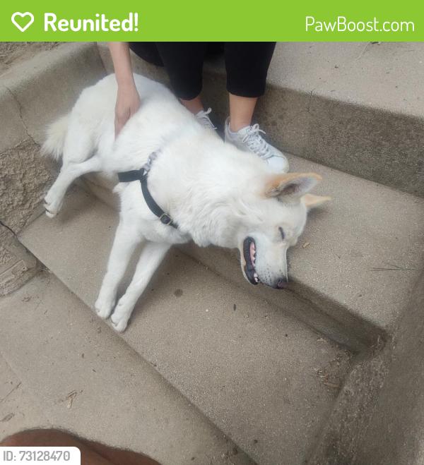 Reunited Unknown Dog last seen Yosemite and Avoca, Los Angeles, CA 90041